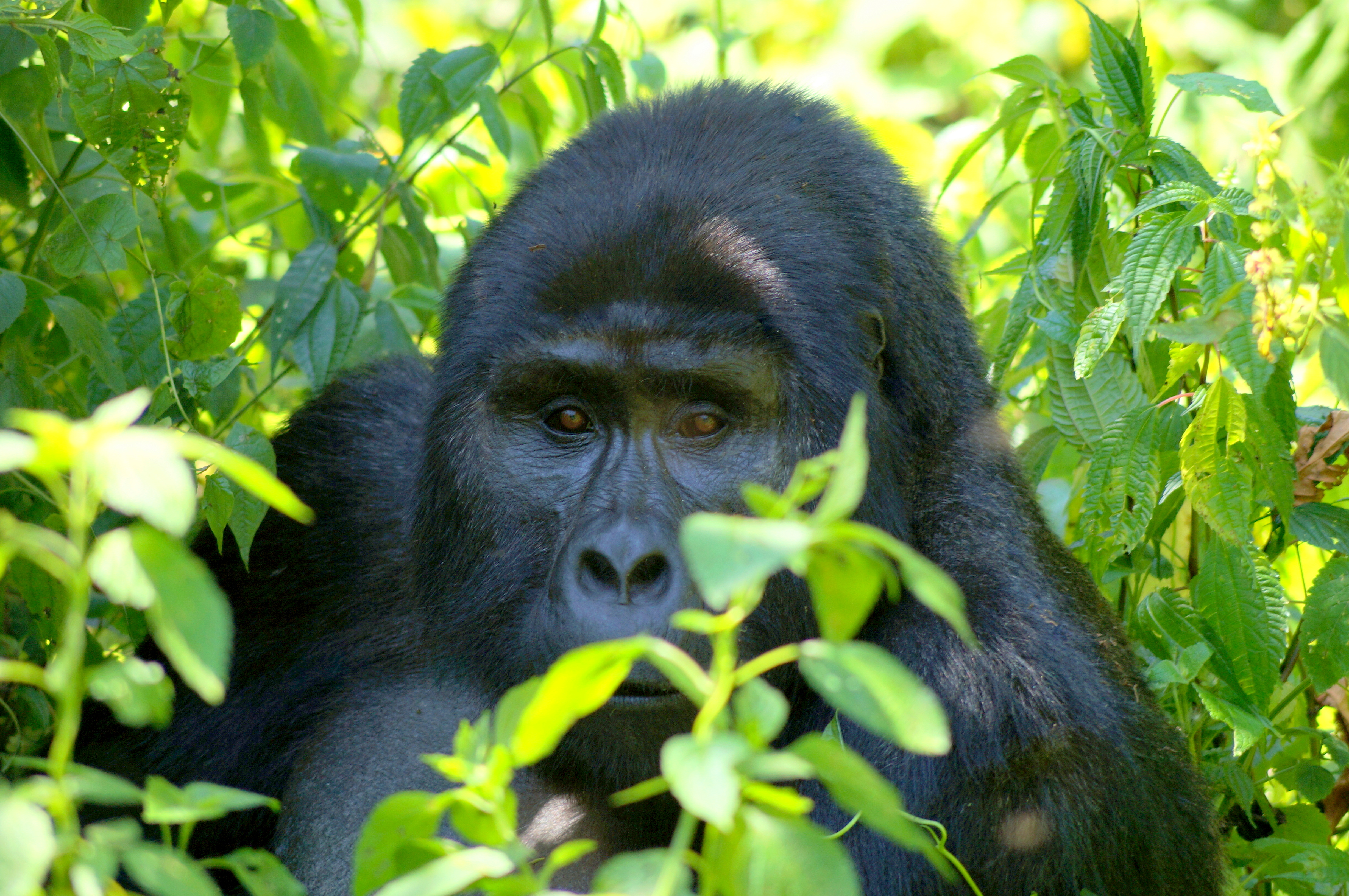 Uganda - auf Gorillapirsch